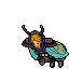 Moth Cape male